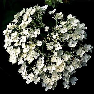 Hydrangea arborescens 'Annabelle' 