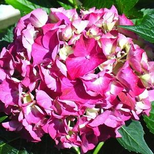 Hydrangea macrophylla 'Glowing Embers' 