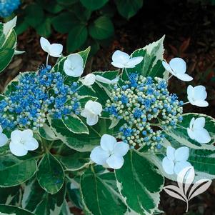 Hydrangea macrophylla 'Mariesii Variegata' 