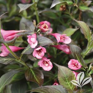 Weigela florida 'Dark Horse' 