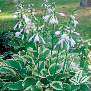 Hosta 'So Sweet' 