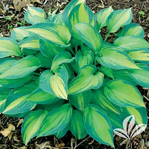 Hosta 'June' 