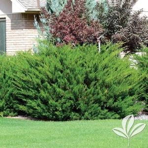 Juniperus chinensis 'Sea Green' 