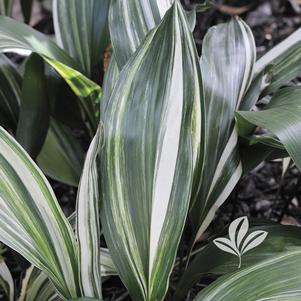 Aspidistra elatior variegata 