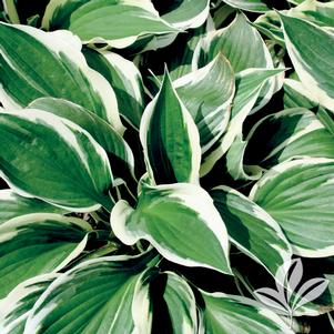 Hosta 'Minuteman' 