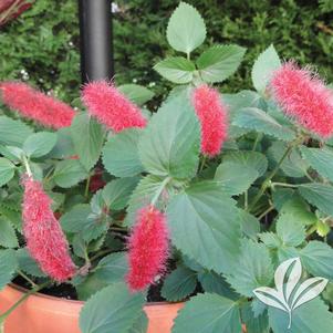 Acalypha 'Summer Love' 