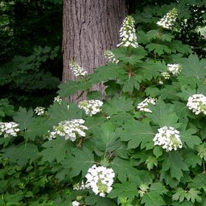 Hydrangea quercifolia 'Alice' 