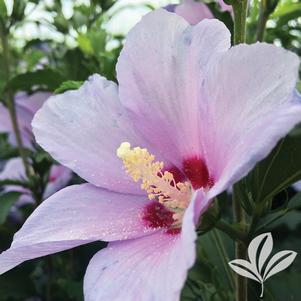 Hibiscus syriacus 'Greba' 