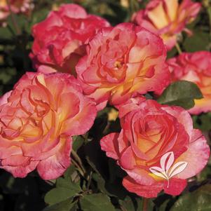 Rosa 'JACfrain' 