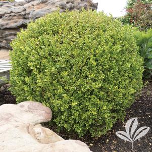 Buxus microphylla 'PEERGOLD' 