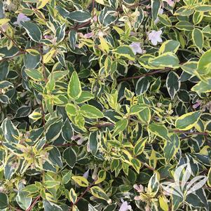Abelia x grandiflora 'Hopley's' 
