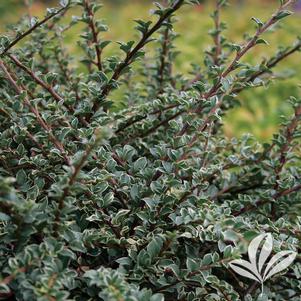 Cotoneaster horizontalis 'Variegatus' 