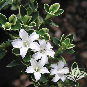 Serissa foetida 'Improved' 