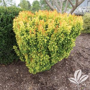 Berberis thunbergii 'Golden Rocket' 