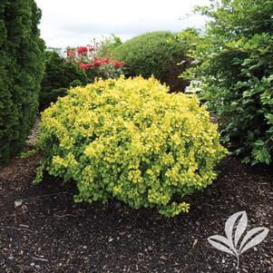 Berberis thunbergii 'Tiny Gold' 