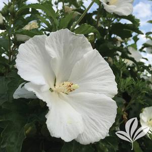 Hibiscus syriacus 'Grewa' 