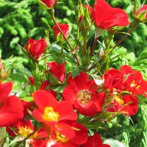 Rosa 'WEKairyven' 