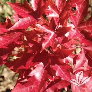 Acer truncatum 'Fire Dragon' 