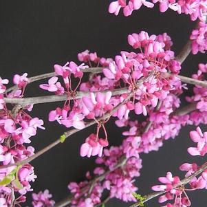 Cercis canadensis var. texensis 'Traveller' 