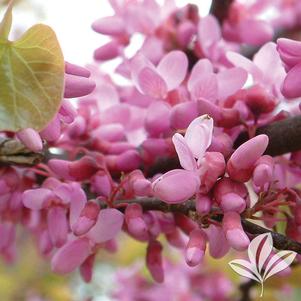 Cercis canadensis 'Appalachian Red' 