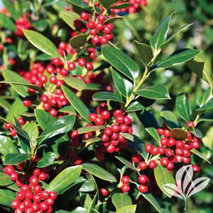 Ilex cornuta 'Needlepoint' 