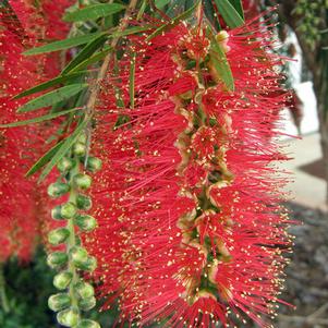 Callistemon viminalis 'Hannah Ray' 