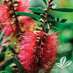 Callistemon sp. 'Woodlanders Hardy' 