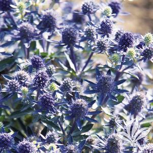 Eryngium planum 'Blue Hobbit' 