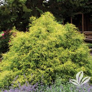 Chamaecyparis pisifera filifera 'Mops' 