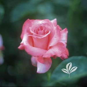 Rosa 'KRIcarlo' 