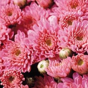 Chrysanthemum 'Yoursula' 