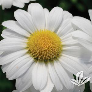 Leucanthemum x superbum 'Kiemar' 