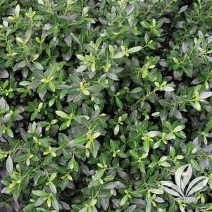 Ilex crenata 'Soft Touch' 