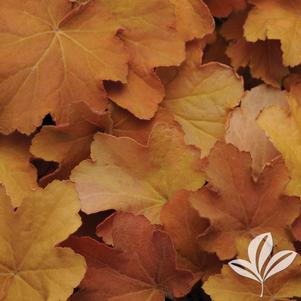 Heuchera 'Caramel' 