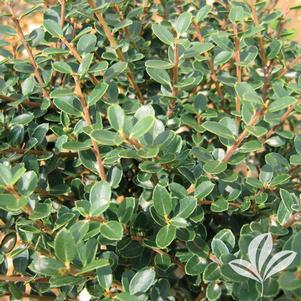 Ilex crenata 'Helleri' 