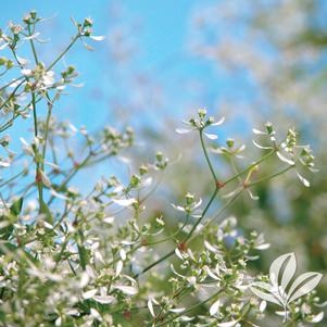 Euphorbia 'Inneuphdia' 