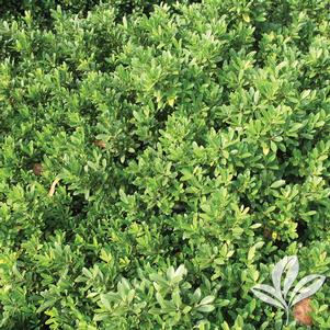 Ilex crenata 'Hoogendorn' 