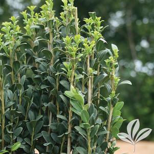 Ilex crenata 'Sky Pencil' 