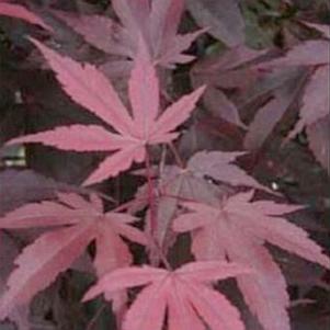 Acer palmatum 'Fireglow' 