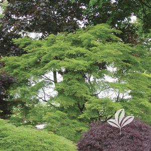 Acer palmatum 'Seiryu' 