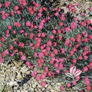 Dianthus 'Wicked Witch' 