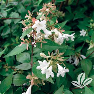 Abelia x grandiflora 