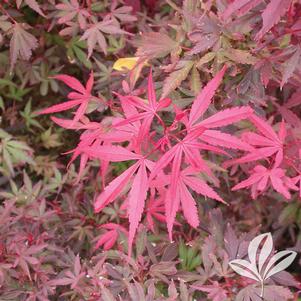 Acer palmatum 'Skeeters Broom' 