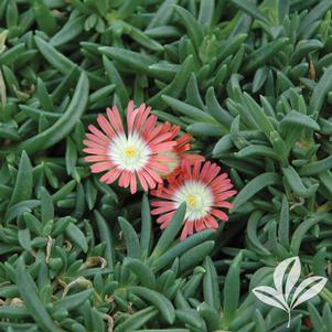 Delosperma dyeri 'Psdold' 