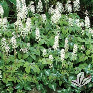 Tiarella 'Jeepers Creepers' 