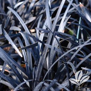Ophiopogon planiscapus 'nigrescens' 