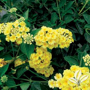 Lantana camara 'Chapel Hill Yellow' 