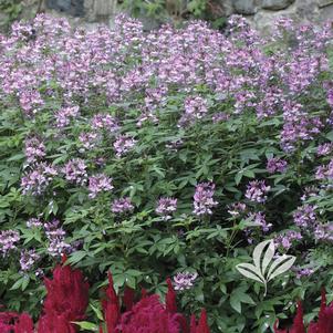 Cleome 'Inncleosr' 