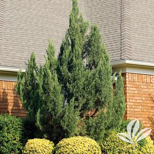 Juniperus chinensis 'Torulosa' ('Kaizuka') 