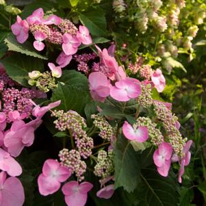 Hydrangea macrophylla 'PIIHM-I' 